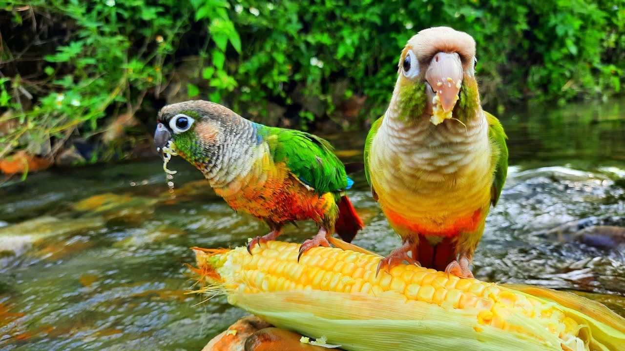 green conure bird eating corn in water It sings too Green Cheek Conure Parrot Bird