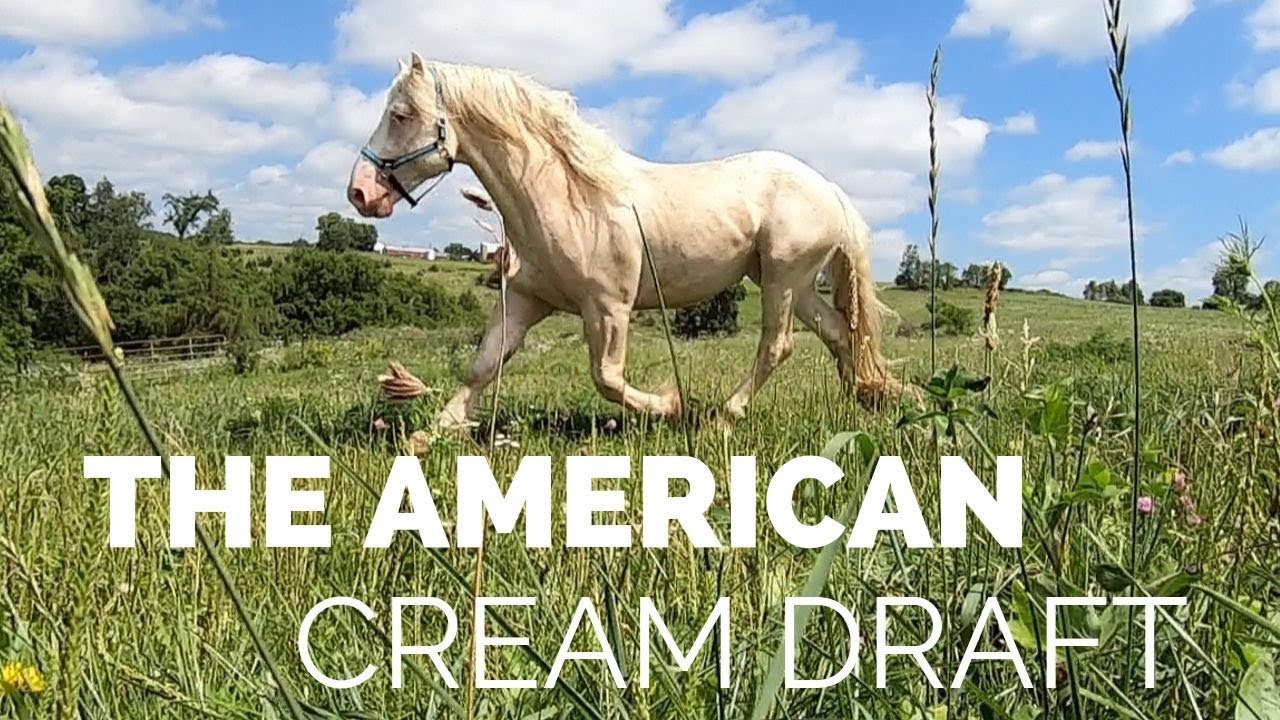 Discover The American Cream Draft Horse!