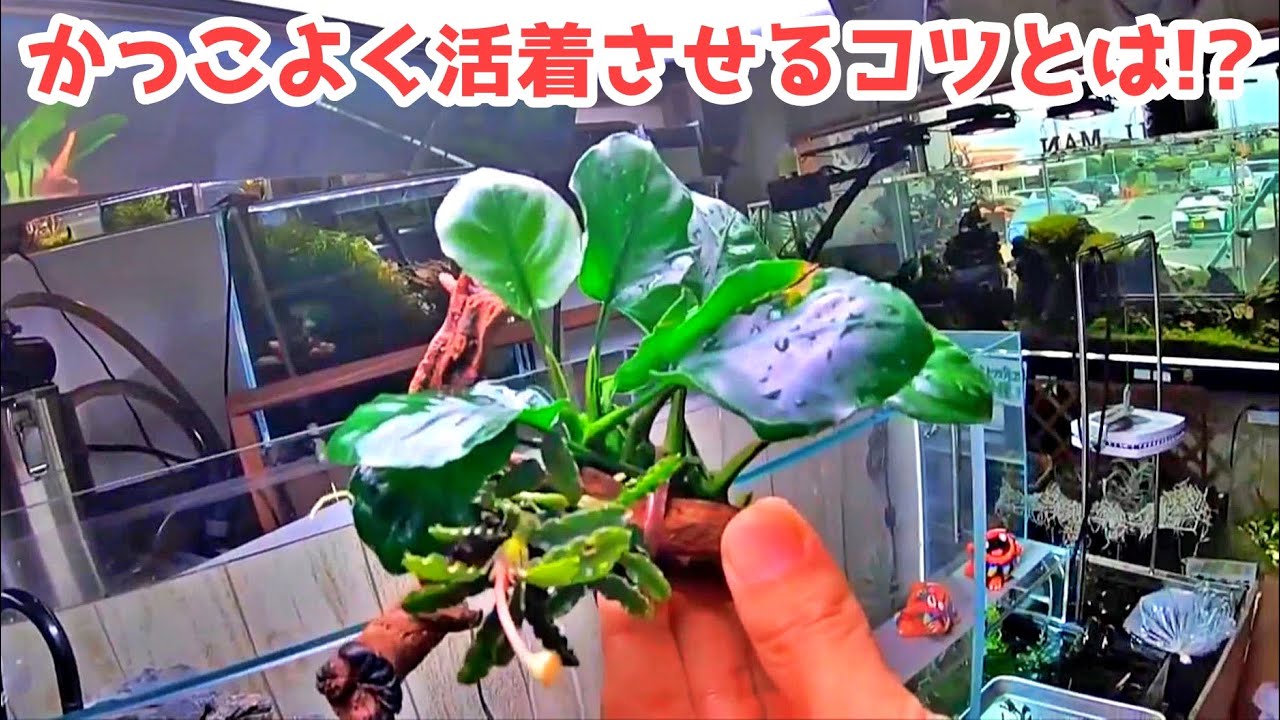 水草を上手に活着させるコツを解説しながら実演する山田氏【トールマンTV切り抜き】