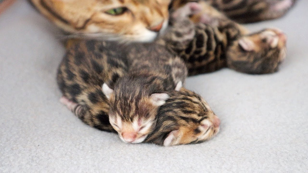 Watch These Beautiful Kittens Having Sweet DREAMS