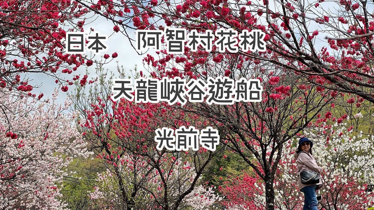 日本～小東北賞櫻part6 阿智村花桃、天龍峽谷遊船、光前寺700年山本杉