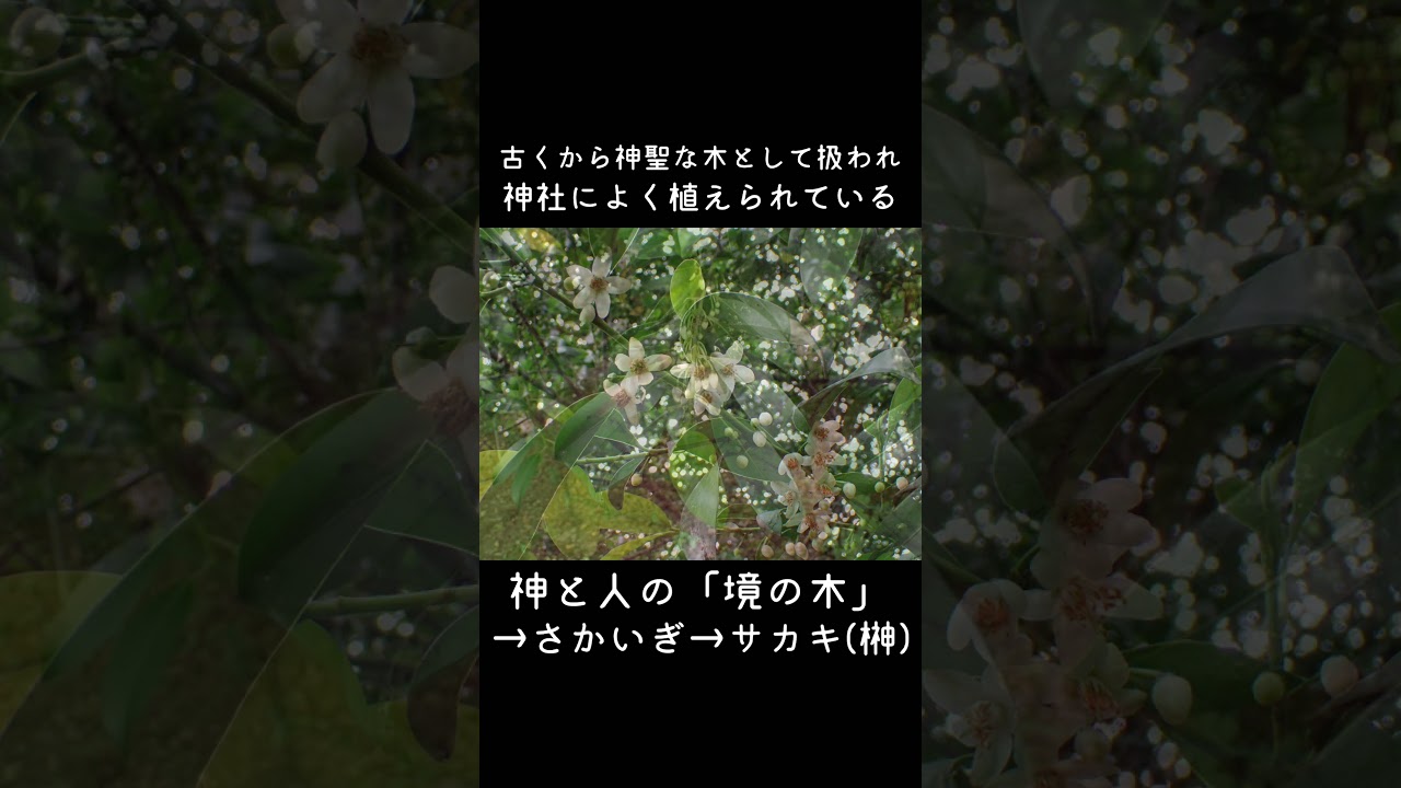30秒植物紹介【榊(サカキ)】