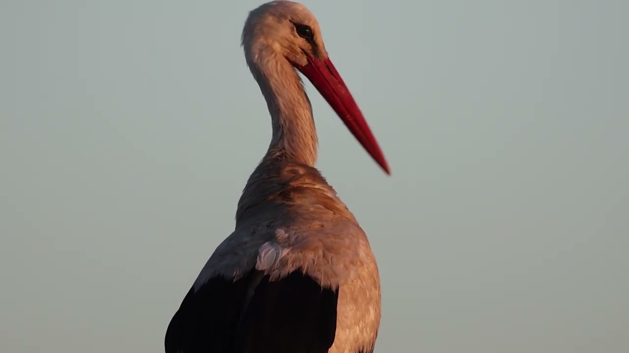Baltasis gandras