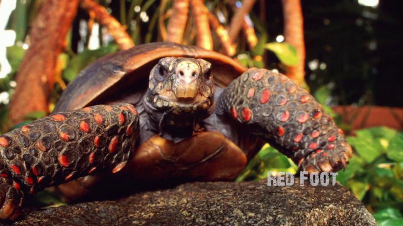 Tortugas Terrestres LO QUE NECESITAN SABER - Sulcatas, Terrapene, Leoparda, Pati Roja Intro