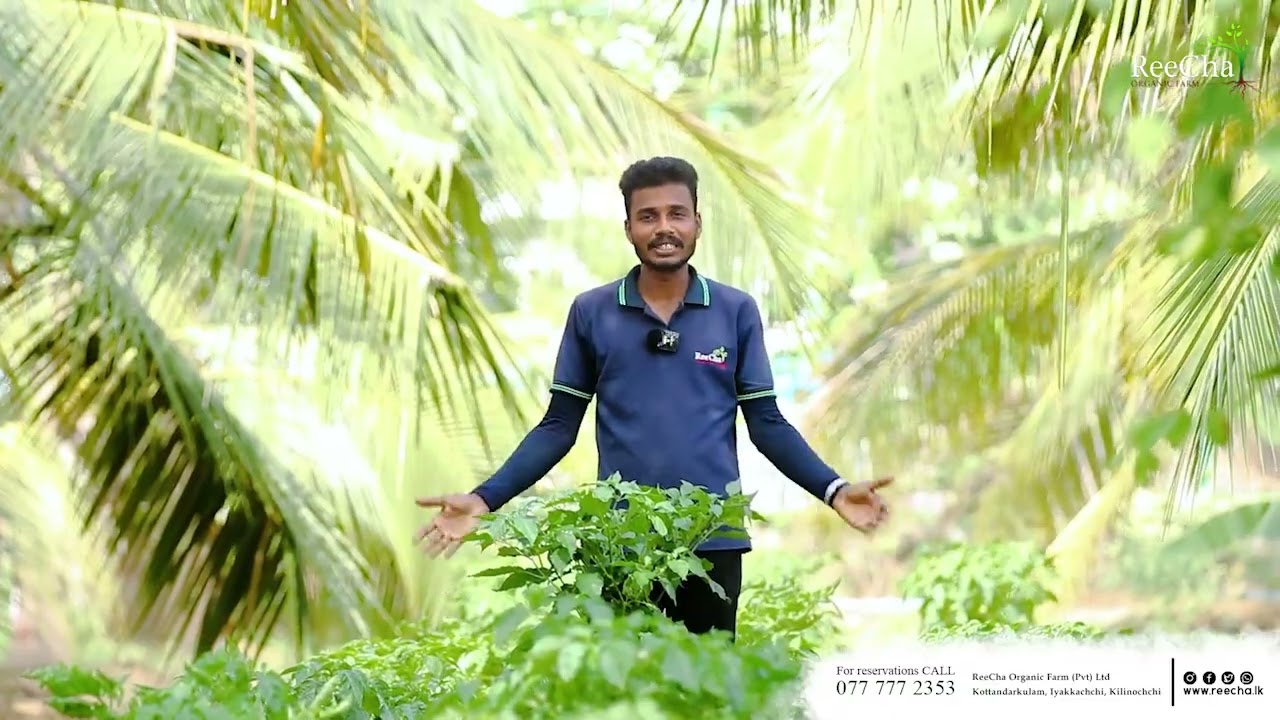 Organic Bell pepper Harvesting at ReeCha