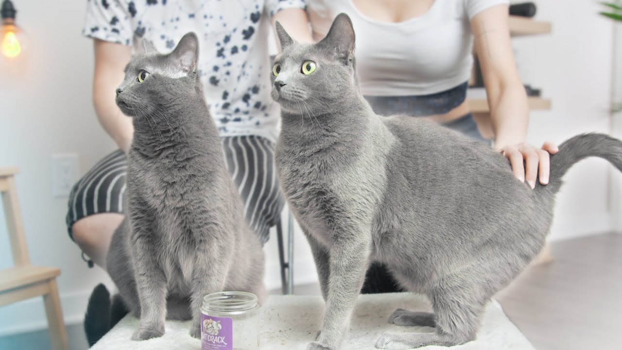 Bringing Cats Home - Don't Forget These! (ft. Russian Blue)