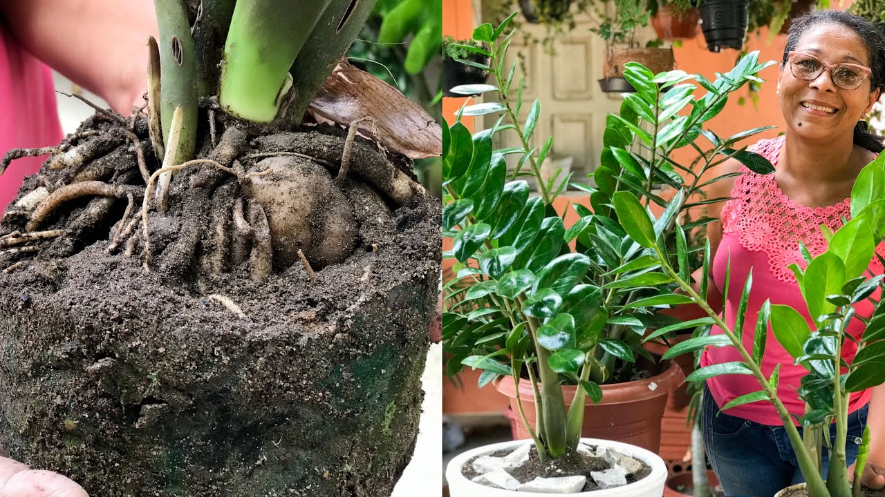 Substrato caseiro para ZAMIOCULCA + mudando ela de vaso
