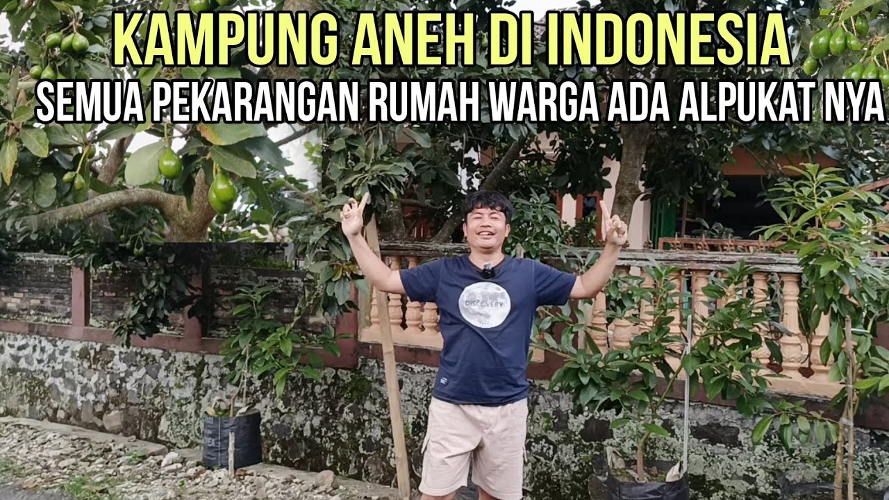 Pemanfaatan Lahan Sempit,Hanya Tanam Alpukat Cuan Puluhan Juta