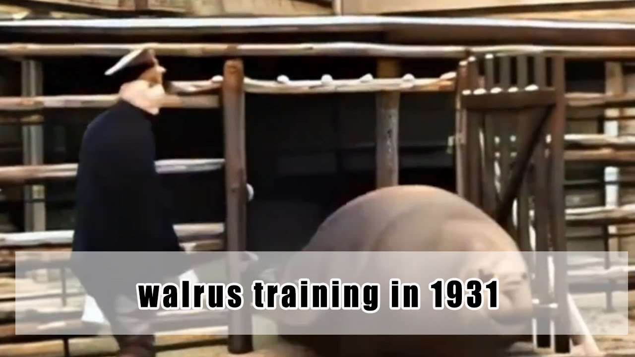 walrus training in 1931