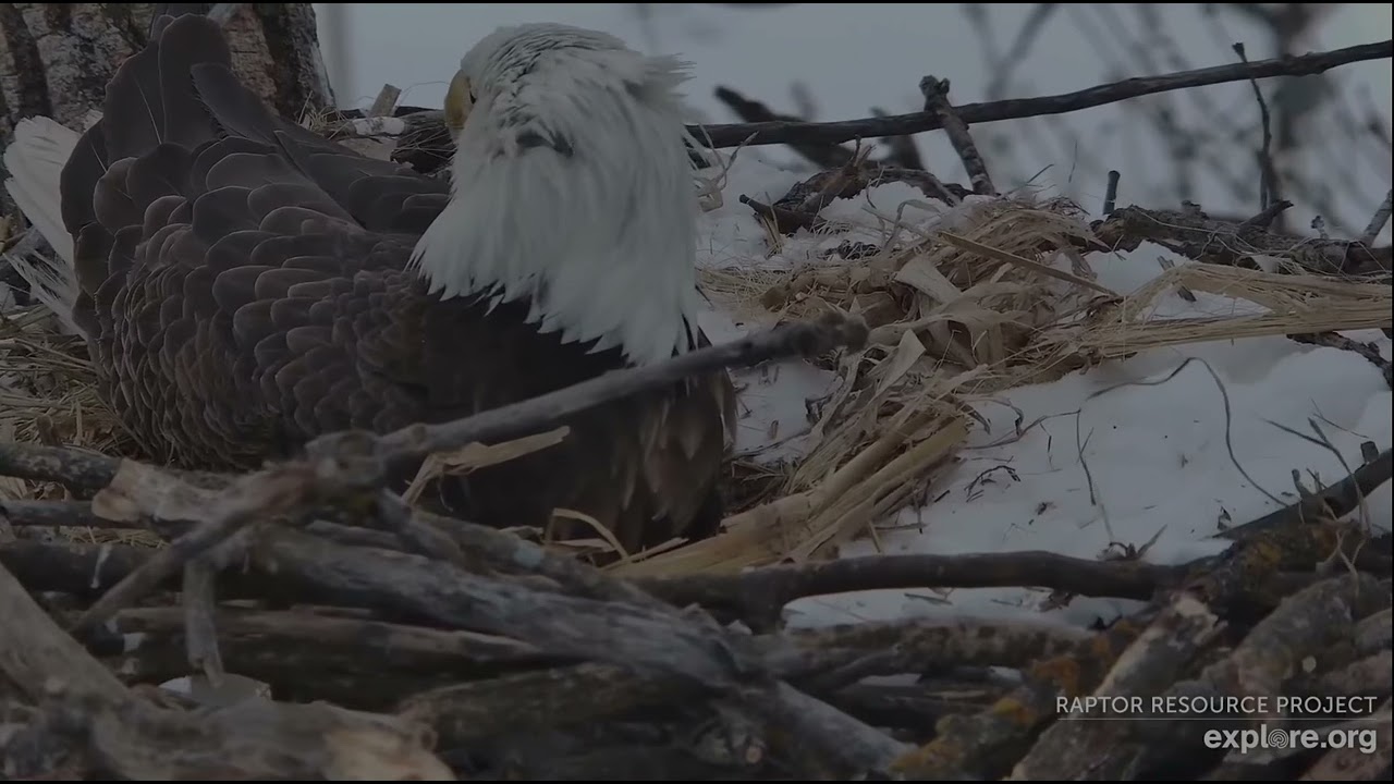 Decorah Eagles 2-22-26 HD brings stick, DNF beaks him, she finally leaves, he takes over