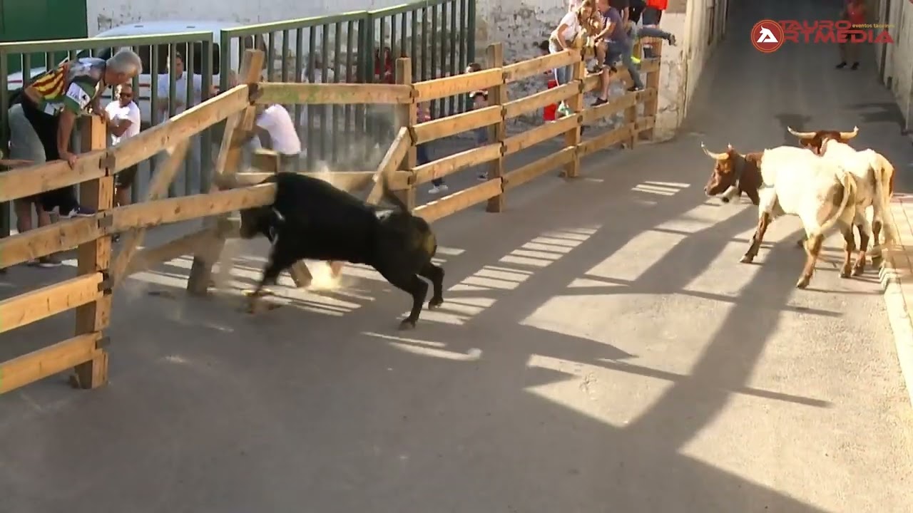 Toro rompe vallado