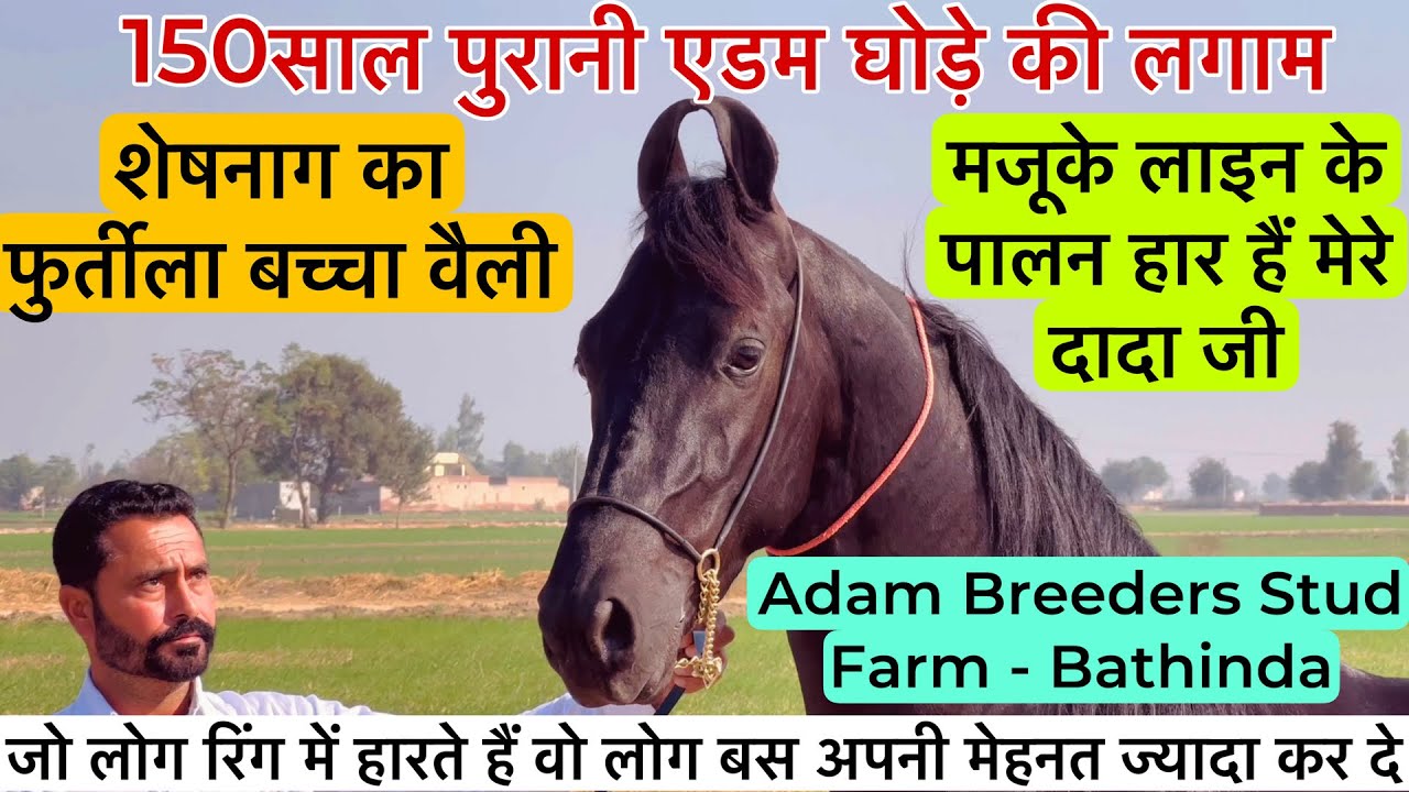 शेषनाग का फुर्तीला बच्चा वैली  और  देखिए150साल पुरानी एडम घोड़े की लगाम !