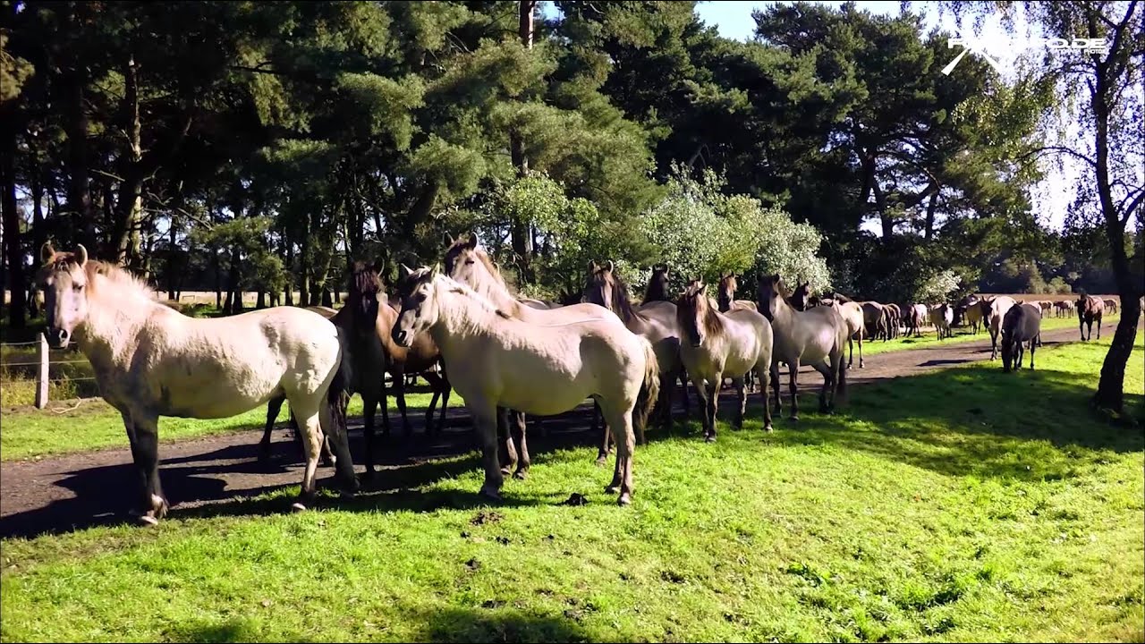 Das sind die Dülmener Wildpferde