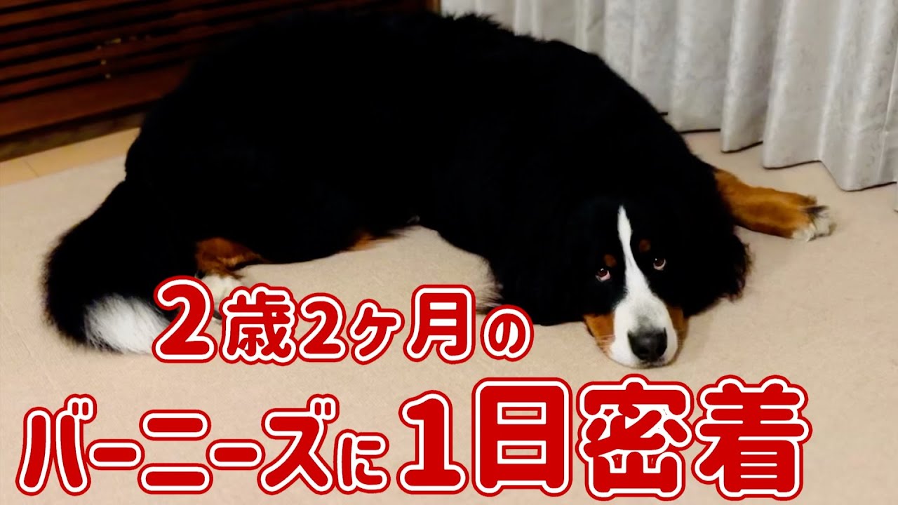2歳2ヶ月のバーニーズマウンテンドッグに密着しました