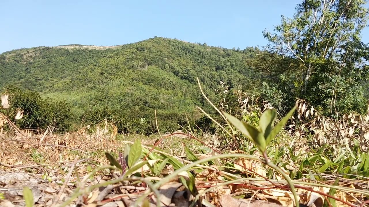 NHẠC THIỀN TỊNH TÂM 