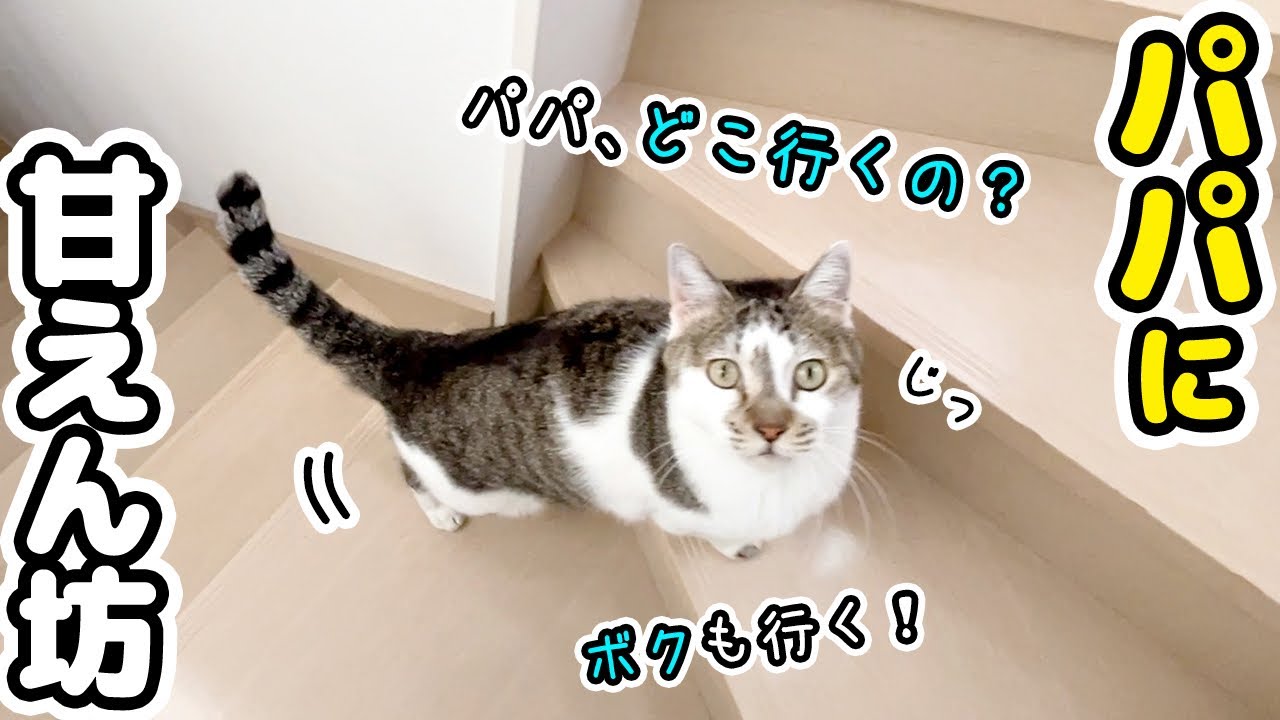 ママ不在の1日…パパと過ごしたら愛猫たちがまさかのパパっ子に!?