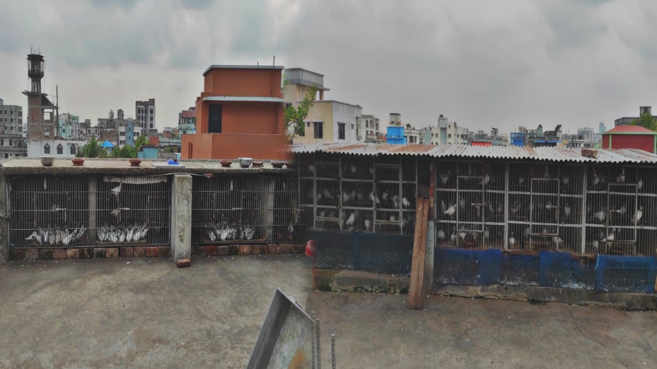মামুন ভাইয়ের ৭০০ কবুতরের বিশাল বড় লফট | Biggest pigeon loft of Dhaka
