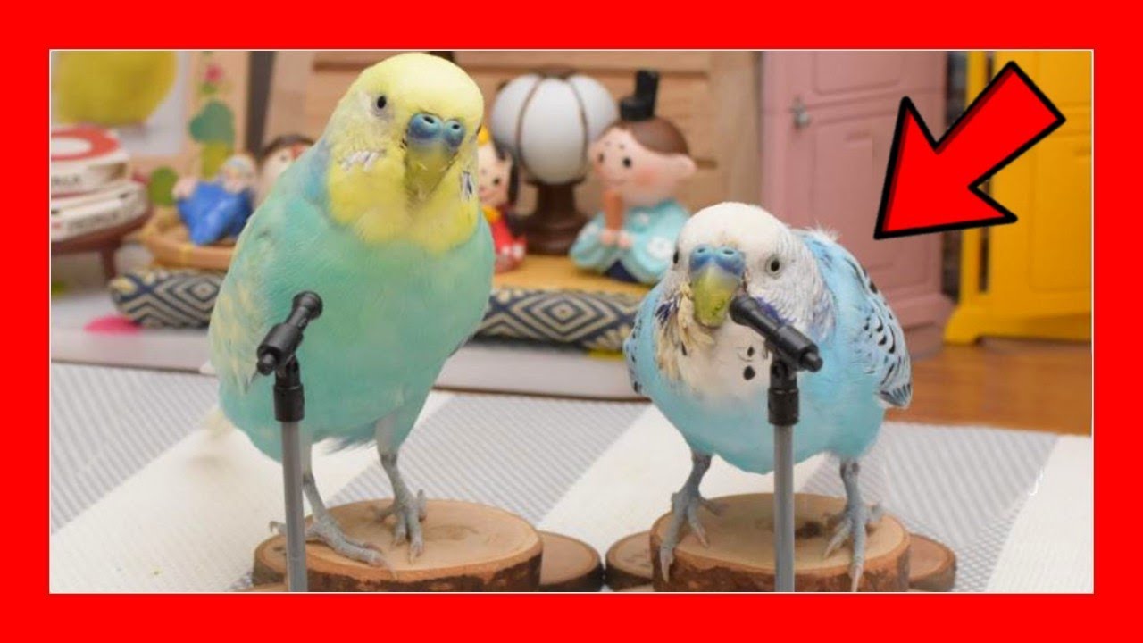 ✅ Поют попугаи (Ваши попугаи будут петь с этим) 🦜 Поют австралийские попугаи