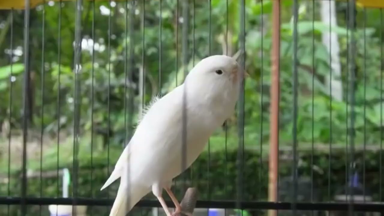 Crystal Clear Voice: Belgian Canary Daily Training
