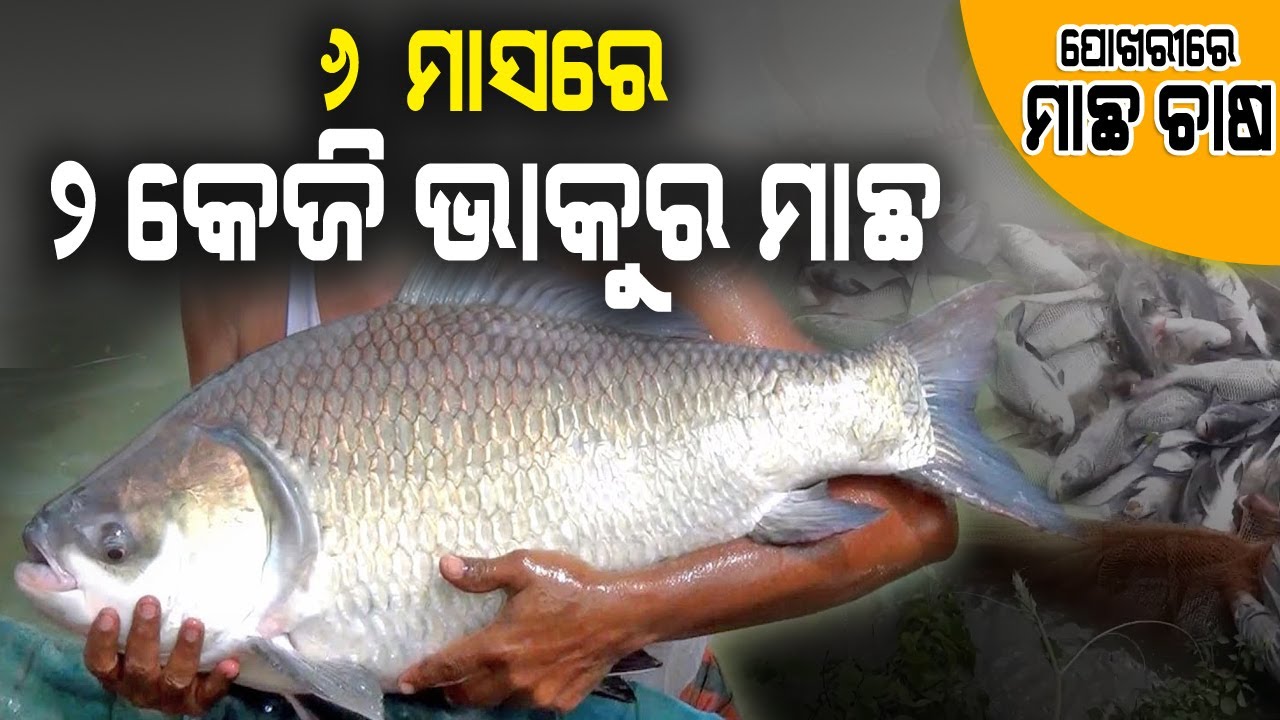 ପୋଖରୀରେ ମାଛ ଚାଷ କେମିତି ଆରମ୍ଭ କରିବେ ( How to start pond fish culture in Odisha ).