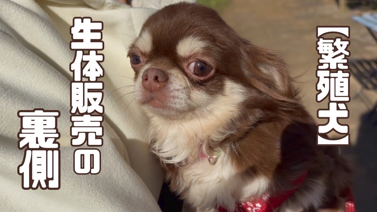 【繁殖犬】悲しい瞳のチワワの女の子は、いま「vol 458」