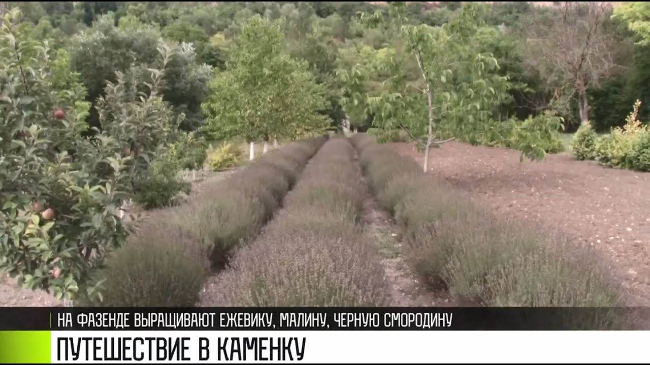 За ежевикой и мёдом на фазенду в Каменку