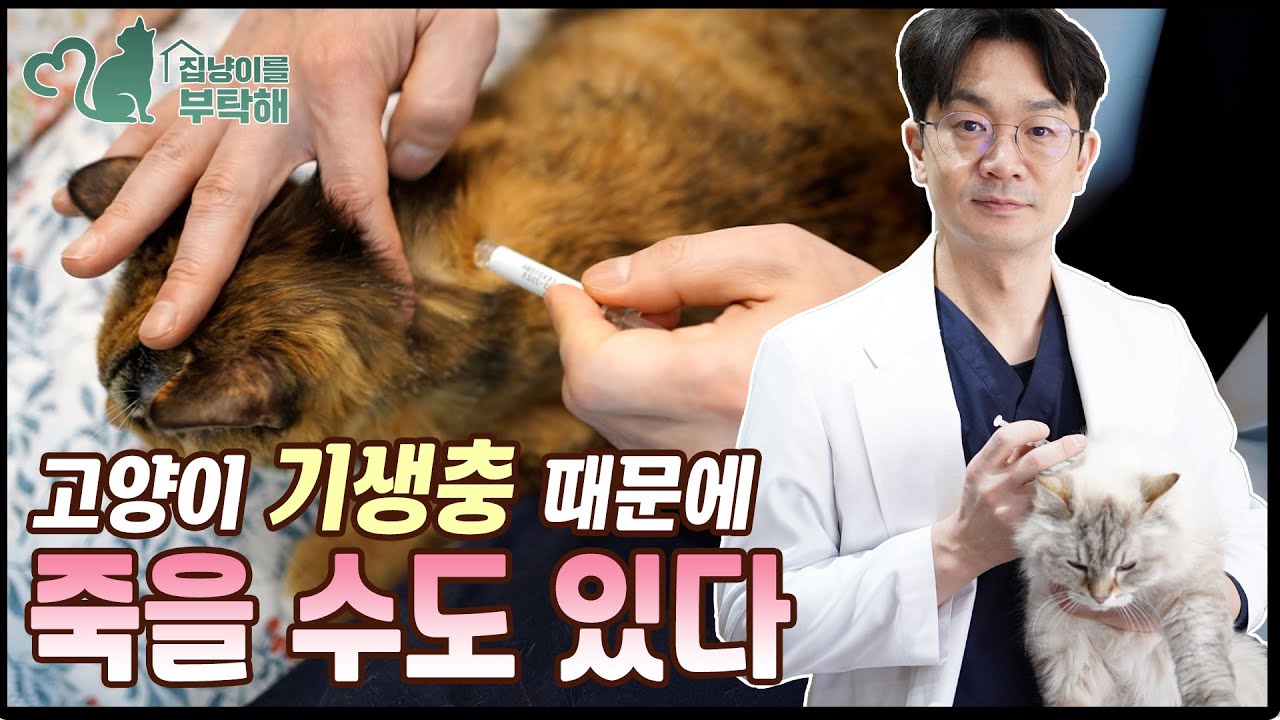 실내 고양이에게 잘걸리는 위험한 기생충과 예방방법 (고양이 기생충 예방 캠페인)