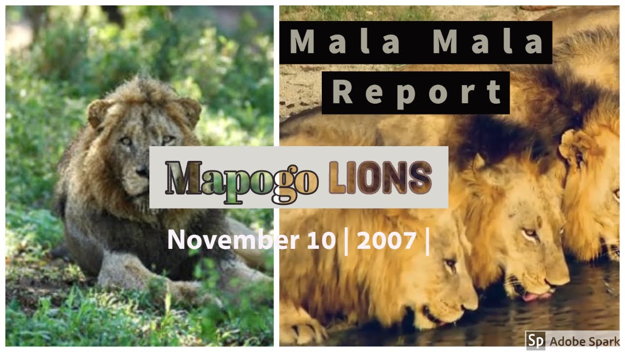 Mapogo Lions - Five Mapogo Males Roared at Mala Mala
