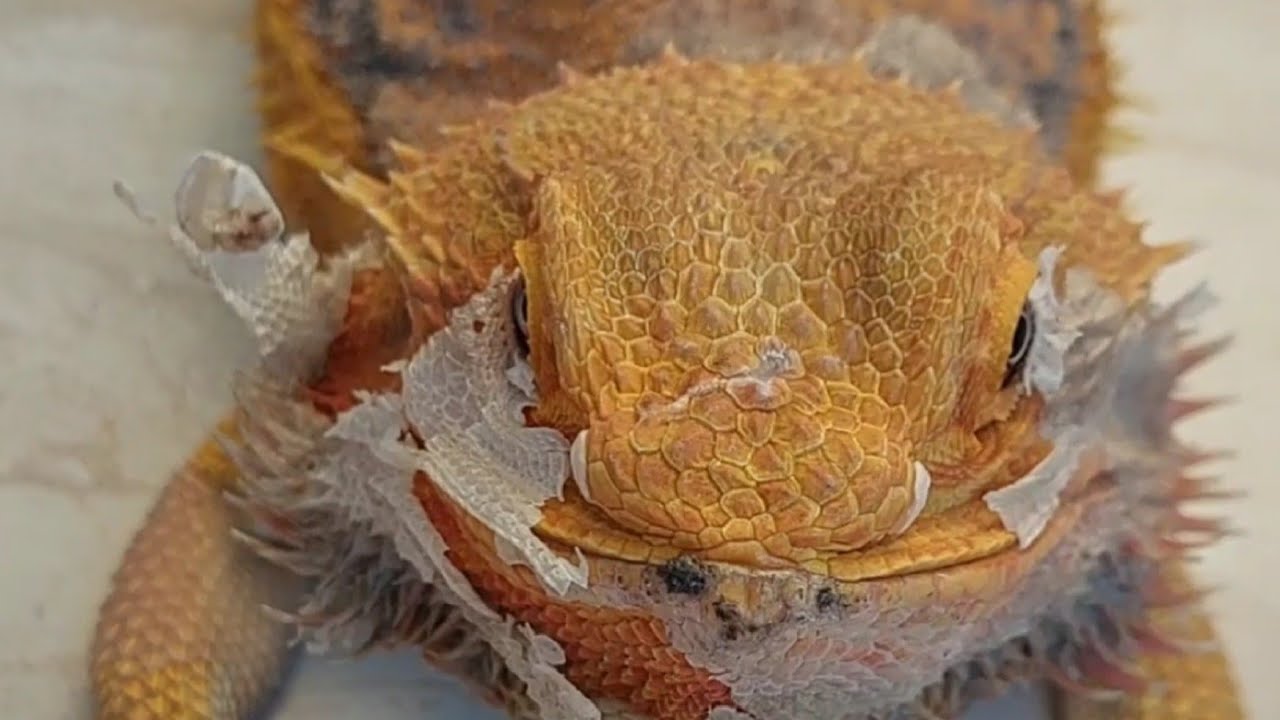 Agama shedding drama: Cute Bearded dragon shedding