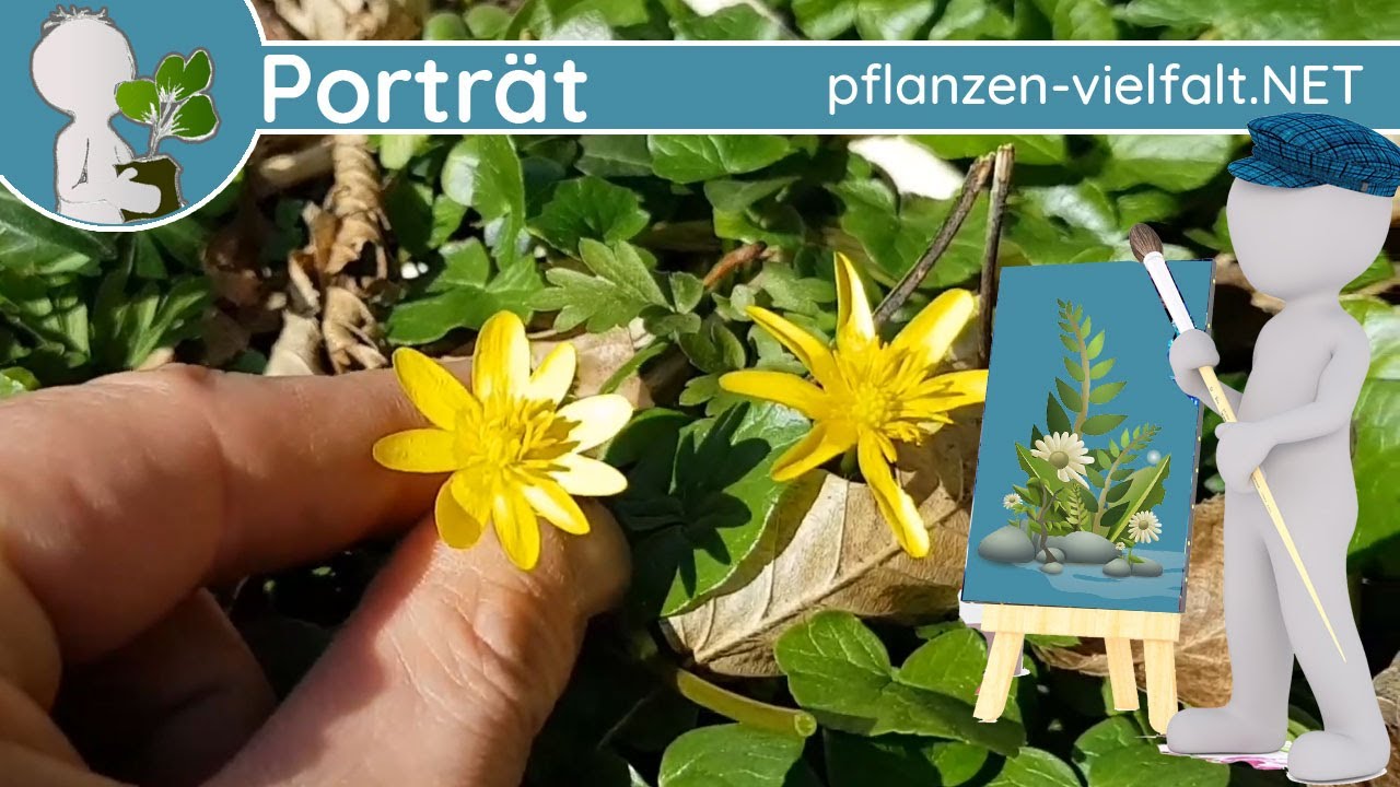 🖼️ Porträt 019 - Scharbockskraut (Ficaria verna) - Wildpflanze (Jung essbar, später leicht giftig)