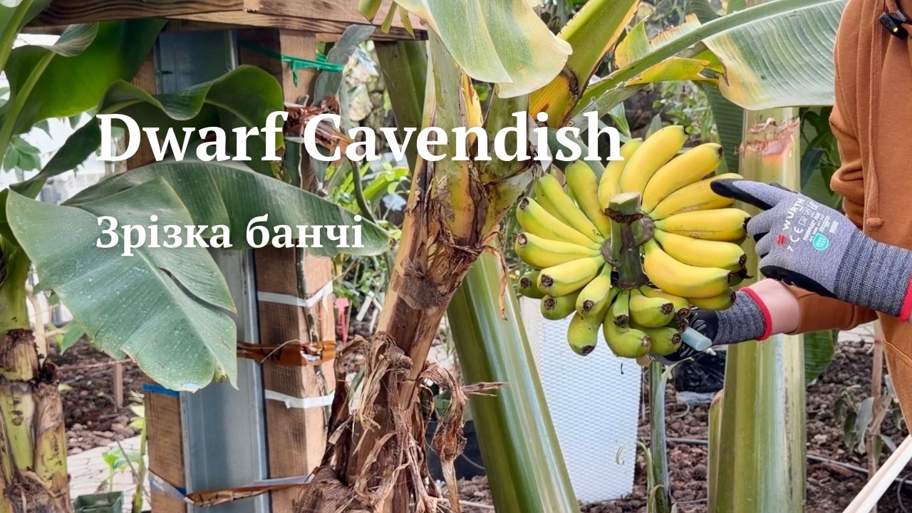 Dwarf Cavendish 🍌 | Зрізаю залишок банчі в оранжереї