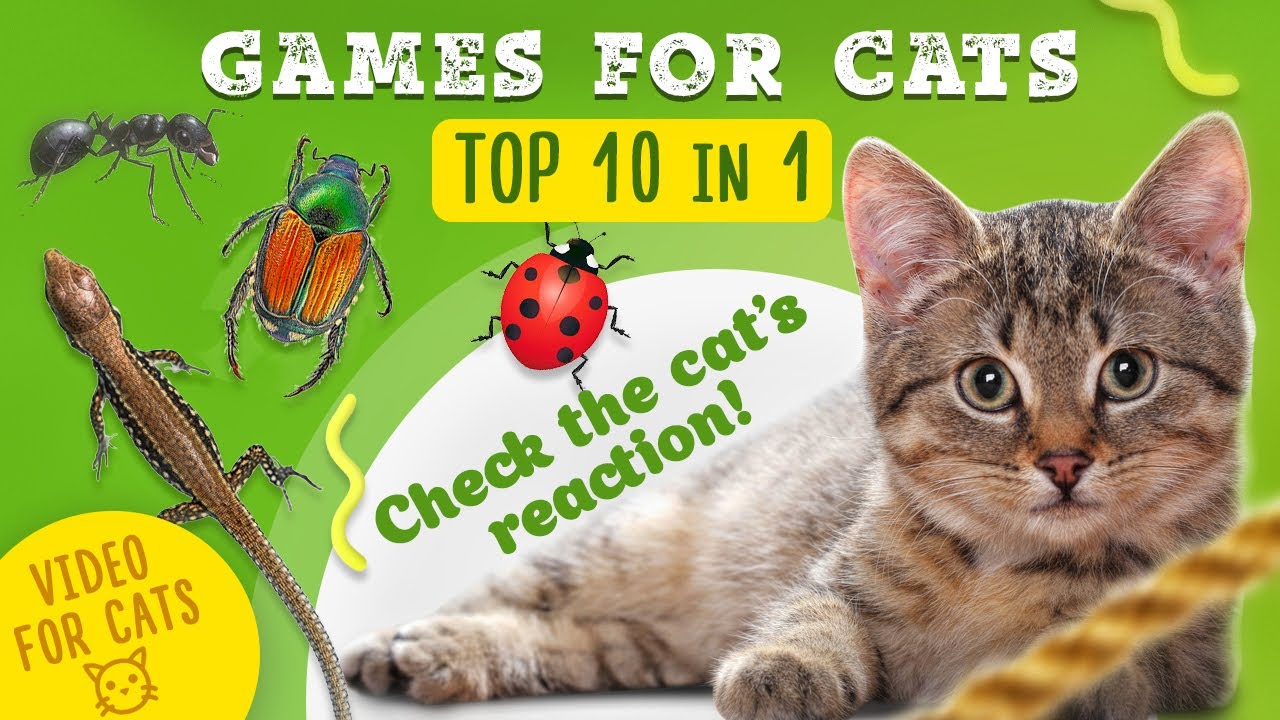 10 in 1 CAT GAMES MIX - Catching Lizard, Ladybug, Ants, Mice | Entertainment Video for Cats to Watch
