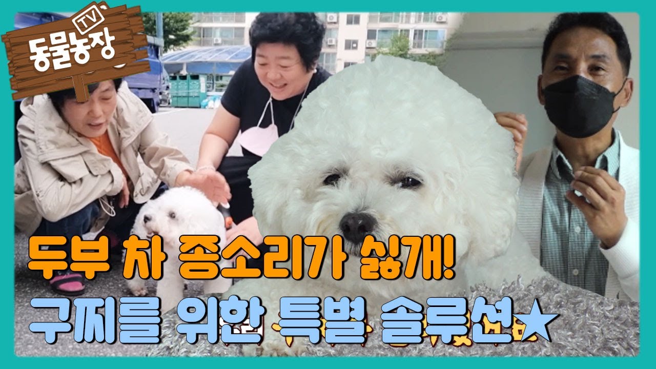 두부 차 종소리가 싫개, 구찌를 위한 솔루션 #TV동물농장 #AnimalFarm #SBSstory