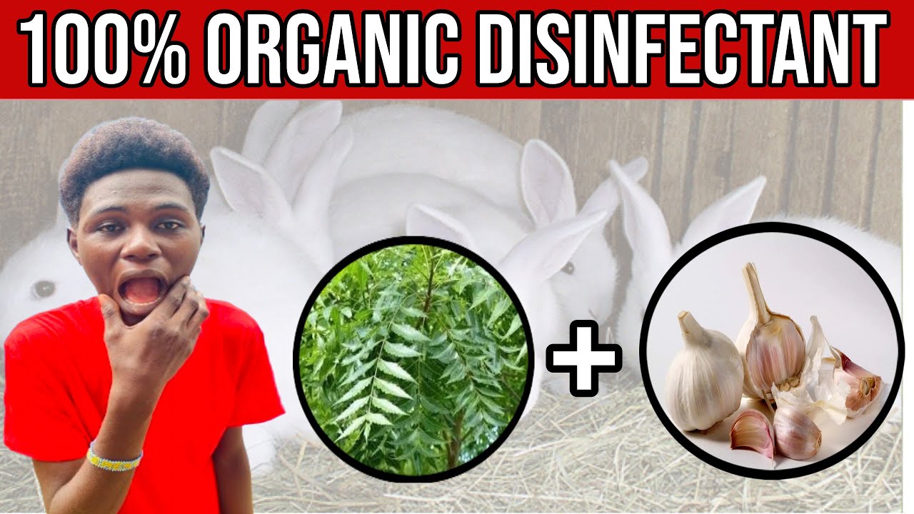 How To Make Organic Disinfectant || Rabbit Farming #rabbitry #guineapig #animals #funny