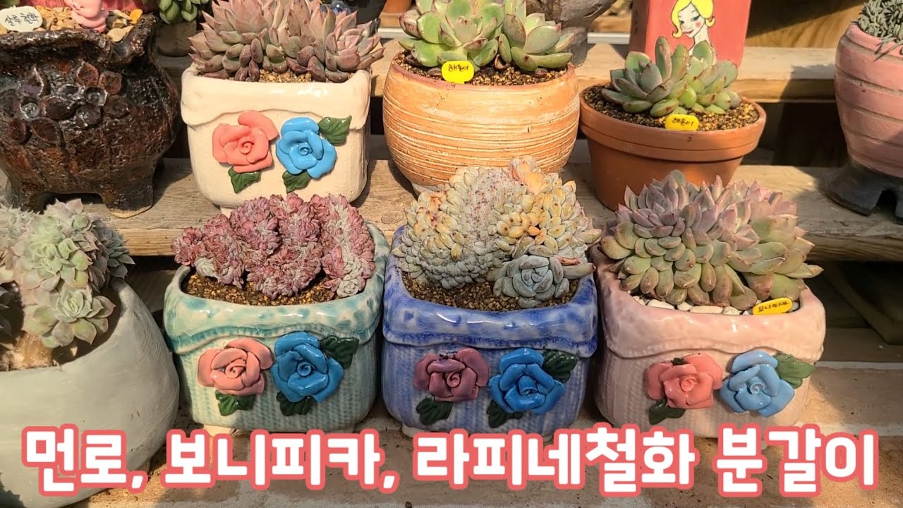 베란다에서 키우기 딱 좋은 소형철화, 먼로, 보니피카, 라피네철화 분갈이해요~ ^^ 예쁘게 키워보아요~~ #다육이 #다육식물 #succulent