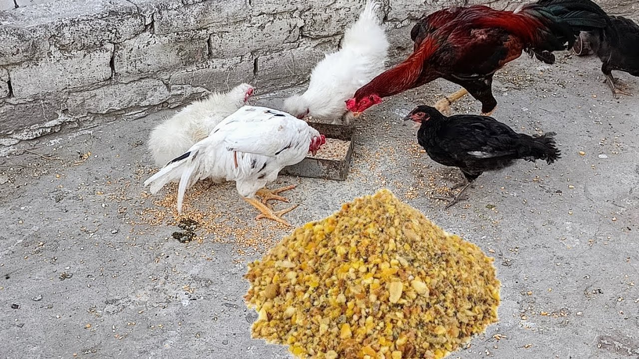 Low Cost Me Murgio K Liye Best Dana Kaise   Banai.  #kukkad_club_mehakma