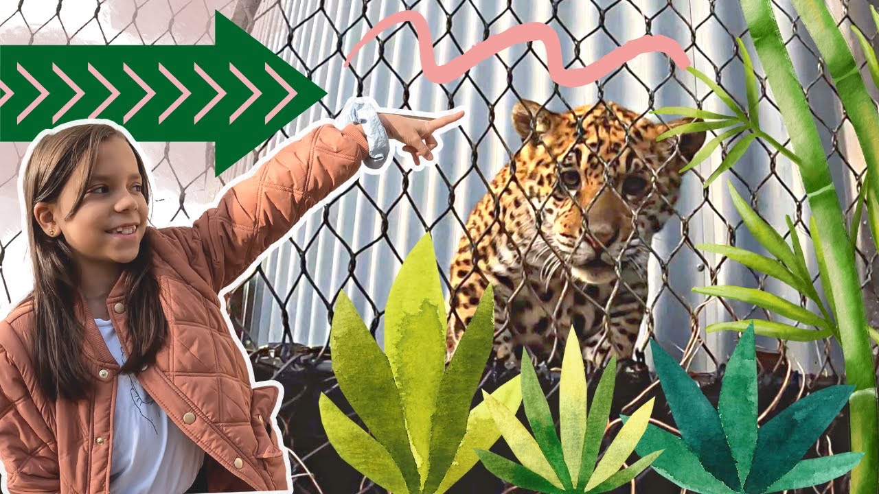 Hvilket dyr er din favorit i Randers Regnskov? 🐒🐍🐠🦥 |  Augusta og Villum