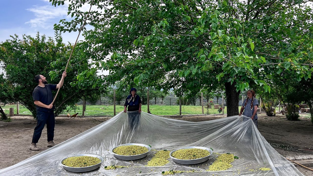 HARVESTING MULBERRY IN THE VILLAGE | CAUCASIAN COUNTRY LIFE | COOKING MULBERRY MOLASSES AND JAM