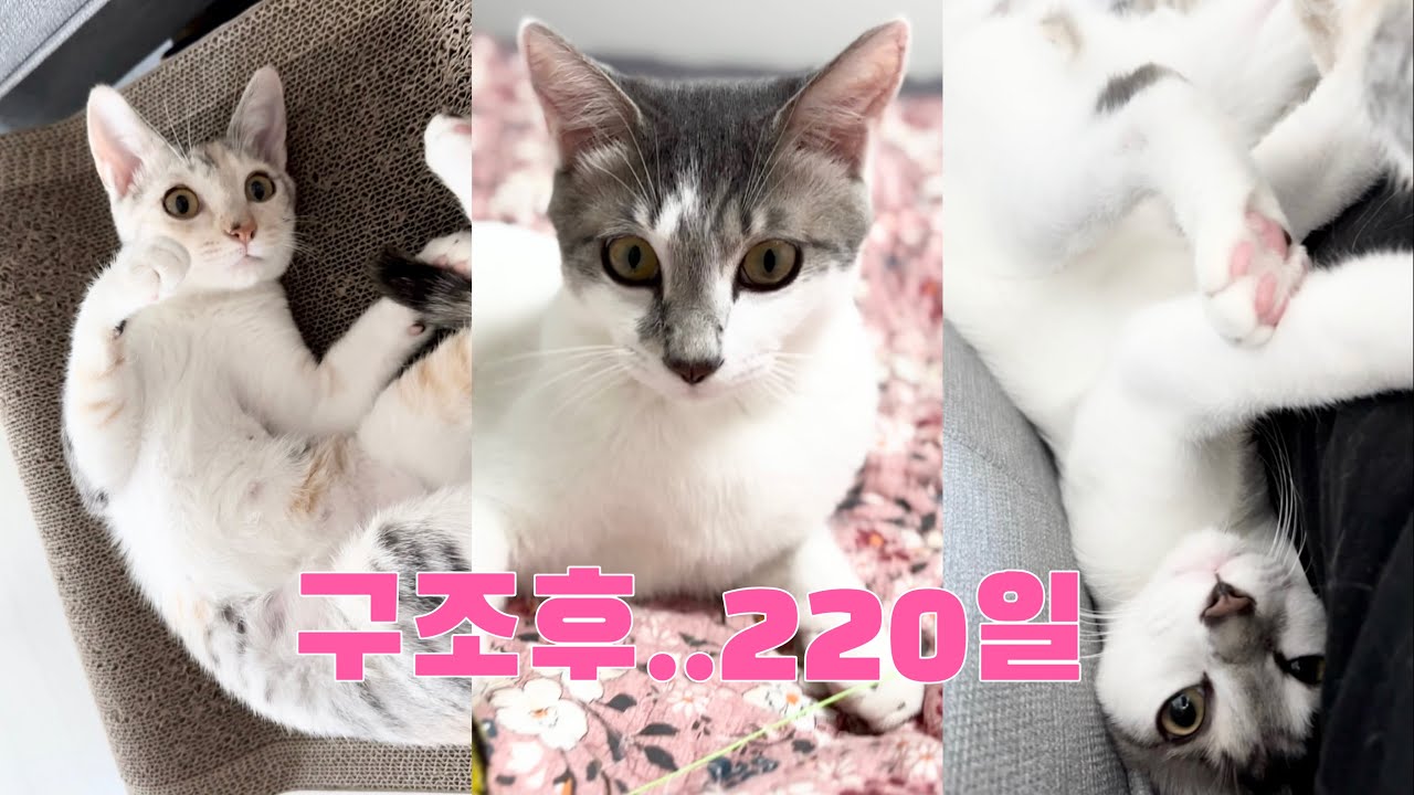이정도면 초보집사는 벗어난듯 합니다