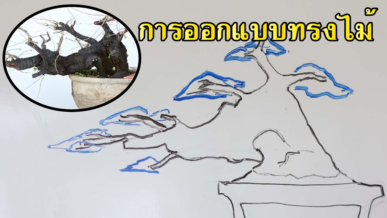 ให้ข้อคิดการออกแบบรูปทรงต้นไม้ [บอนไซมือใหม่ป้ายแดง EP.72]