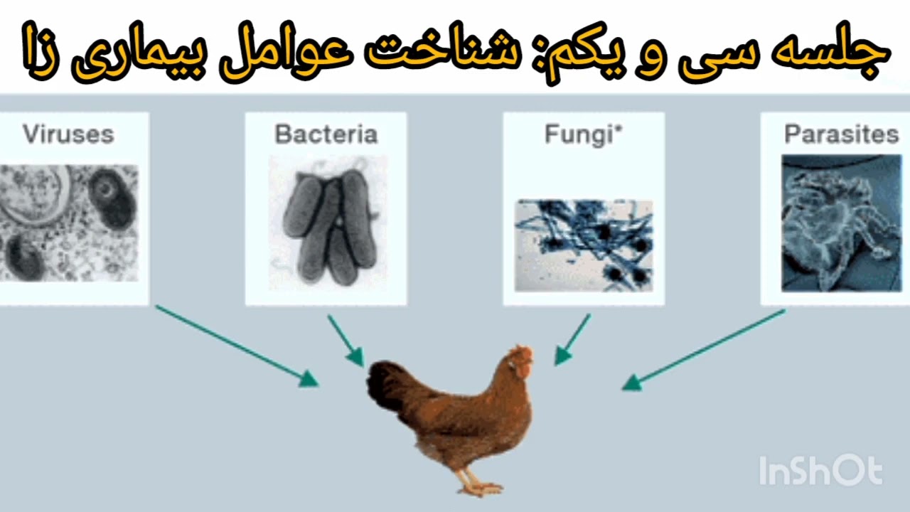 آموزش پرورش مرغ بومی تخمگذار: شناخت عوامل بیماری زا در پرورش(جلسه سی و یکم)