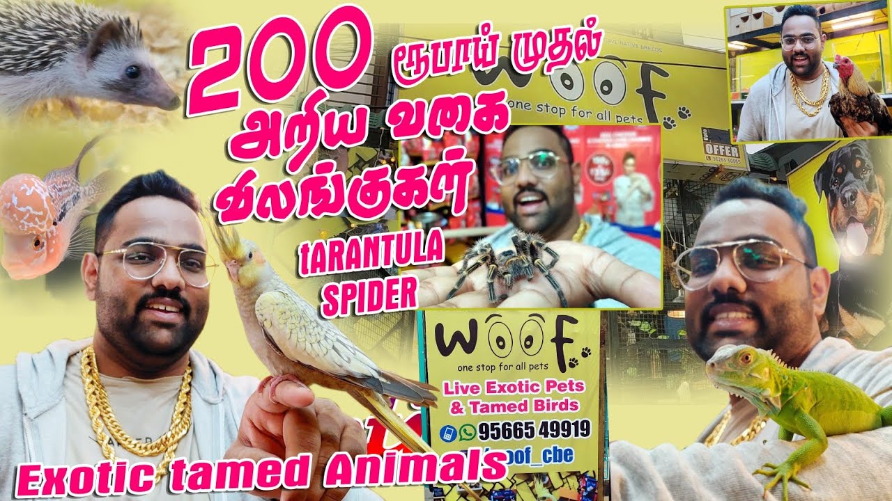 200 ரூபாய் முதல் Exotic Tamed Animals || அதிசியமான வளர்ப்பு விலங்குகள் || பேசும் கிளிகள் - Woof Pets