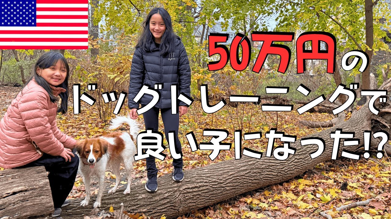 【50万円】大谷翔平も飼ってるコーイケルホンディエに高額ドッグトレーニング受けてもらった結果