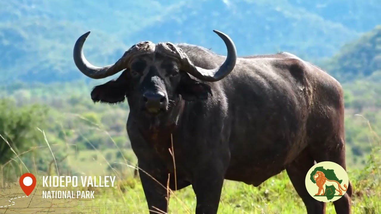 KIDEPO VALLEY NATIONAL PARK – UGANDA’S HIDDEN GEM | TULA AFRICA SAFARIS
