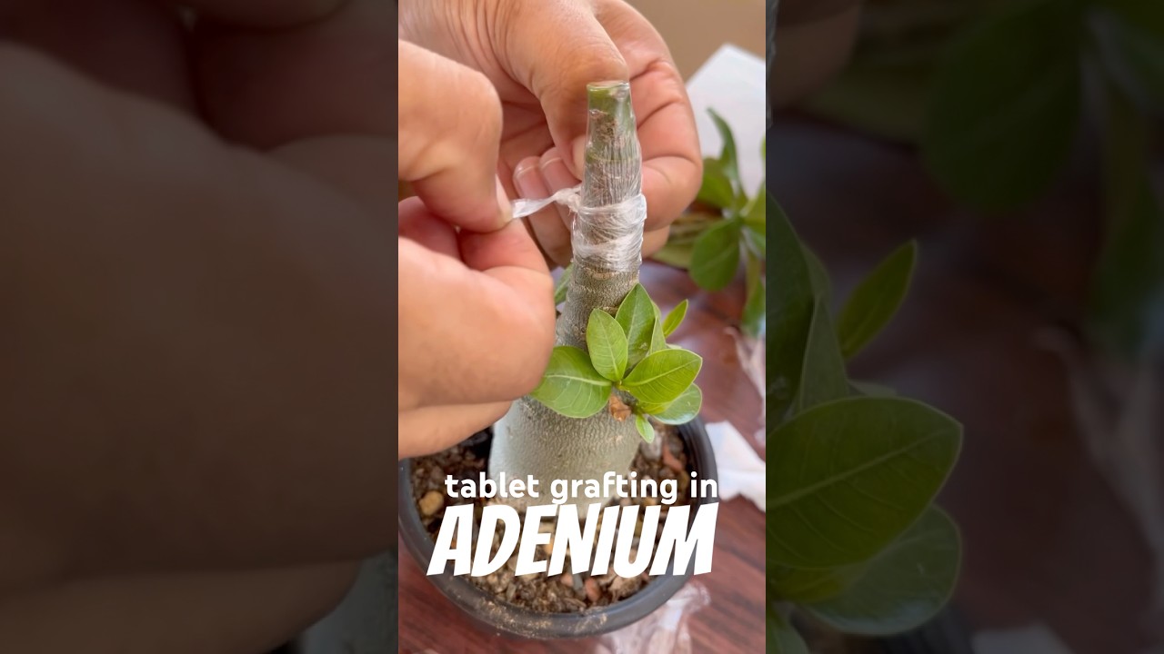 tablet grafting in #adenium #grafting #gradening #terracegarden #skills #plantcare #rareplants #yt
