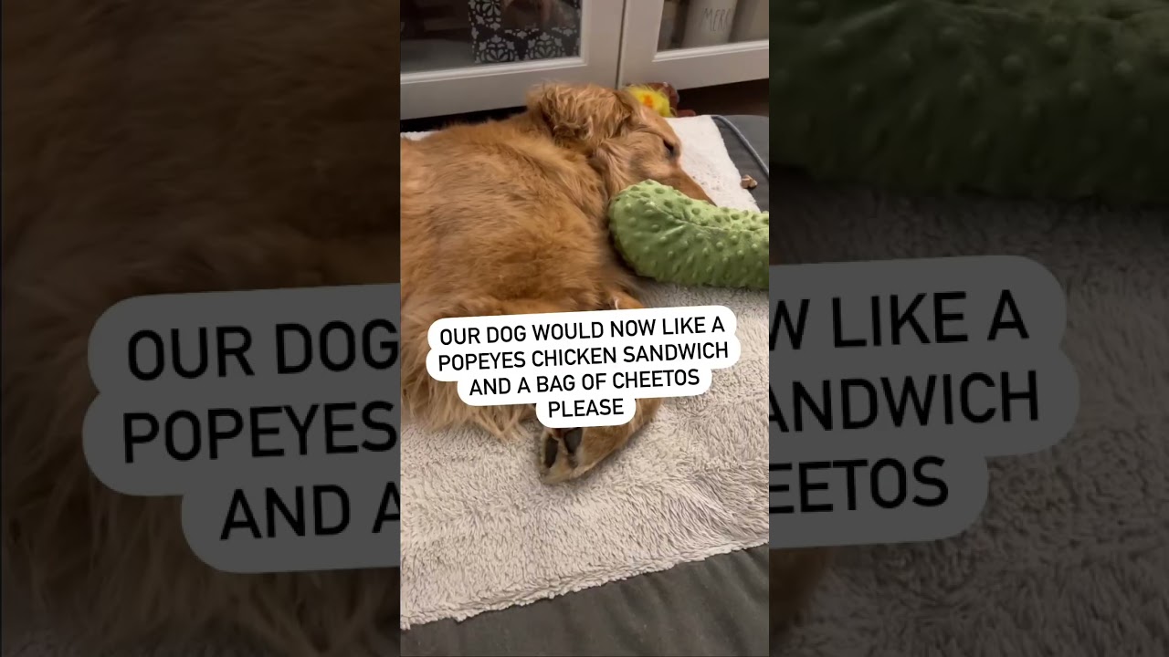 Our Dog Got High on Edibles On His Walk😡