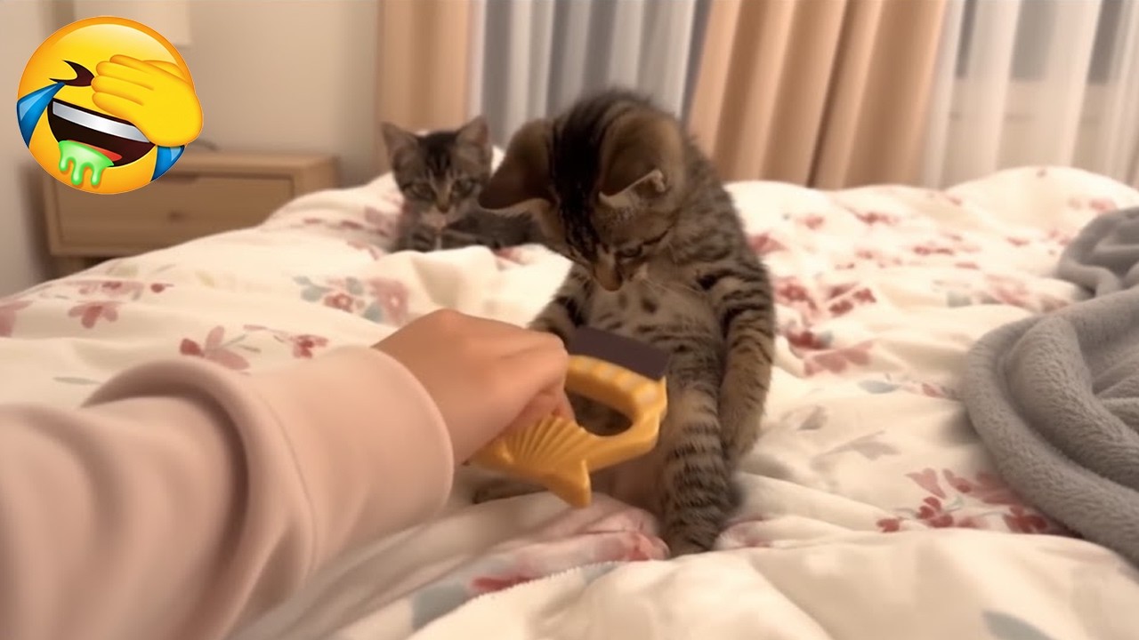 Belly Brushing: Bliss or Betrayal? 🐈 He Can't Decide! 😂 | Cat Syrup