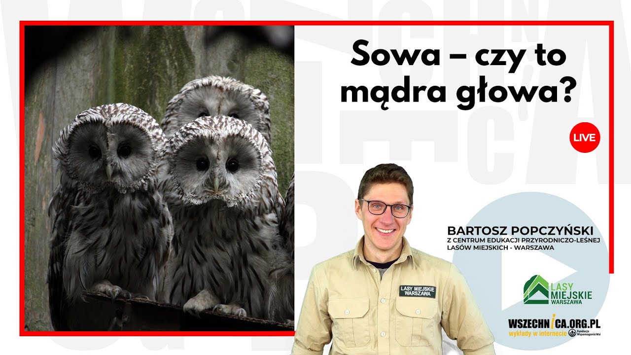 Sowa – czy to mądra głowa? cz.I / Bartosz Popczyński