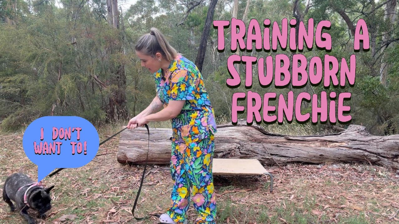 Training a stubborn Frenchie 