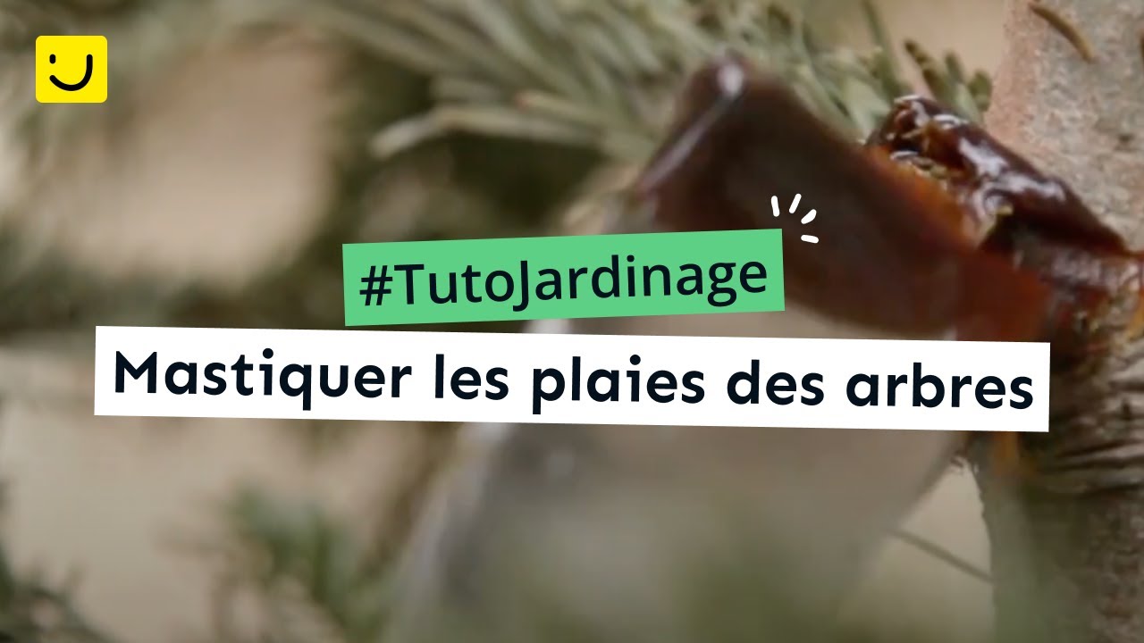 Mastiquer les plaies des arbres